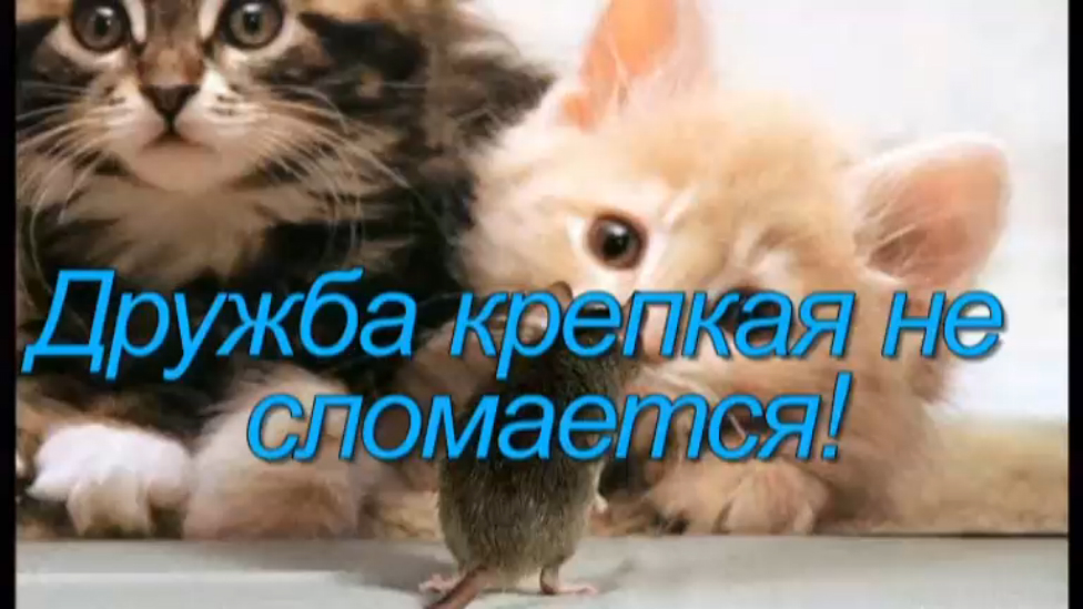 Дружба крепкая