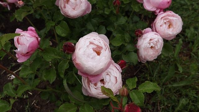 Японская роза Плум - невероятно красивая, нежная и ароматная роза! Rose Plume