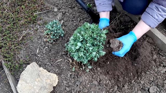 Очиток видный лучший осенний цветок Способы размножения