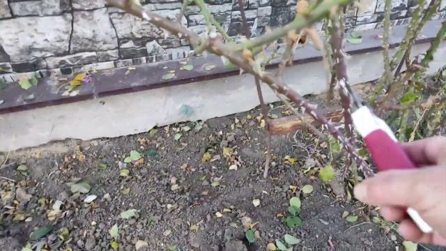 Плетистые розы осенью. Обрезка. Подготовка к зиме.
