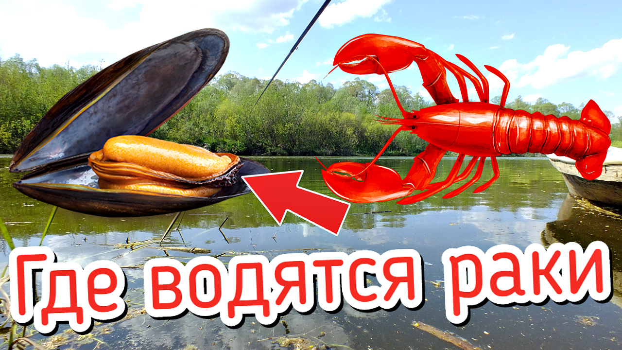 Если увидите это на берегу значит в водоеме точно есть раки Как определить водятся ли в водоеме раки