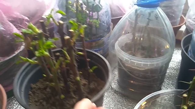 Зимнее черенкование Роз. Как получить хороший результат.