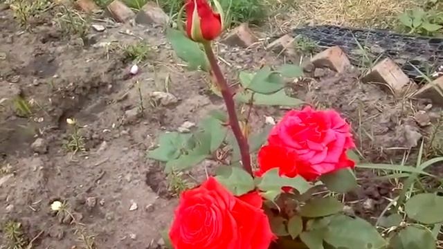 Роза Валентино обзор