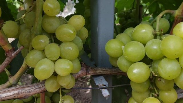 Г.Ф. винограда ДЖИНА. 2020г