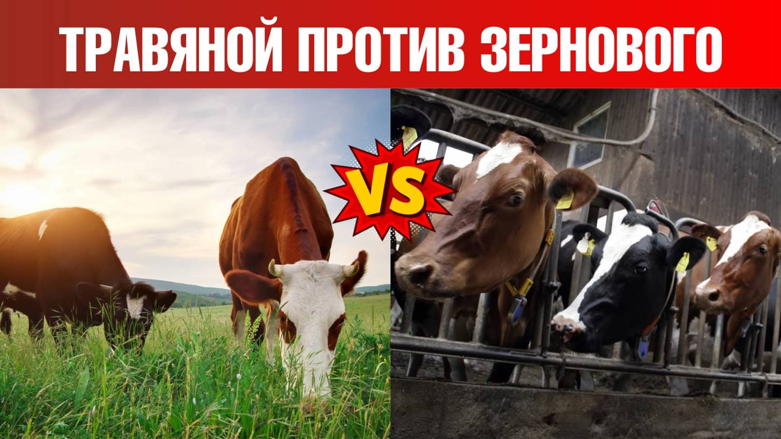 Говядина травяного откорма vs говядина зернового откорма👌