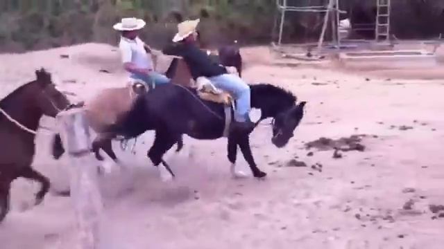 Как ковбой объезжает лошадь.