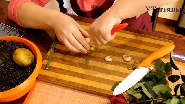 Роза из картошки. Как укоренить розу в картошке. Как вырастить розу из черенков в картошке.