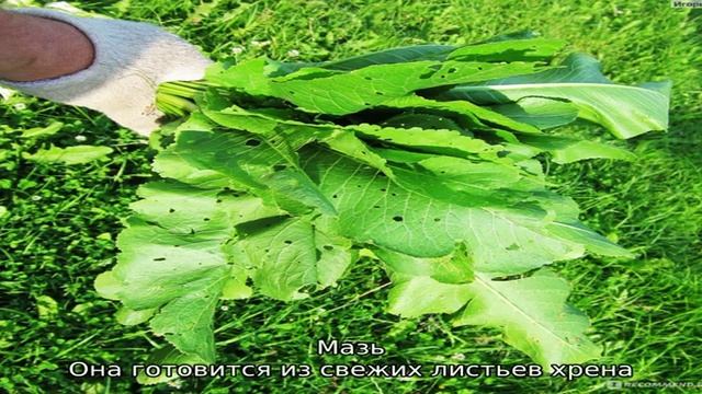 Листья хрена для лечения суставов