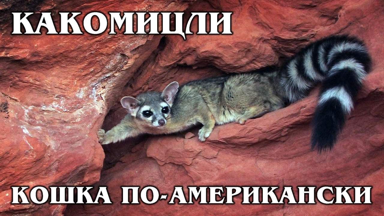 КАКОМИЦЛИ: Шахтерские кошки или котики по-американски | Интересные факты про животных Америки