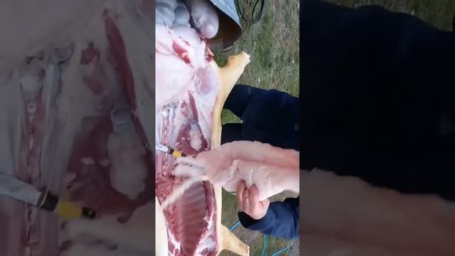 Мастер-класс/разделка туши кабана