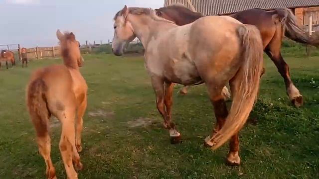 Оплодотворение самки лошади от самца / Fertilization of a female horse from a male / Taj-Global TV