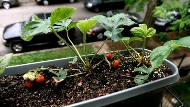 Как вырастить клубнику дома на подоконнике круглый год