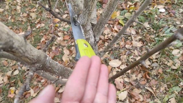 Обрезка колоновидных яблонь.