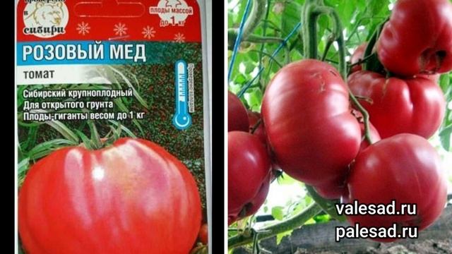 САМЫЕ КРУПНЫЕ, МЯСИСТЫЕ, СЛАДКИЕ СОРТА ТОМАТОВ для теплиц и открытого грунта!