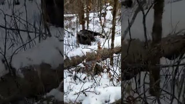 Медведь шатун напал на охотника