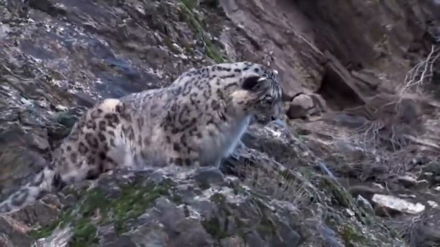 Снежный Барс В Деле. Бесшумный Убийца Прыгает в Пропасть за Добычей...