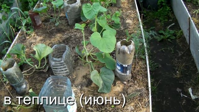 Сад и Огород, Дача - Сад и Огород. Дыни в теплице июнь
