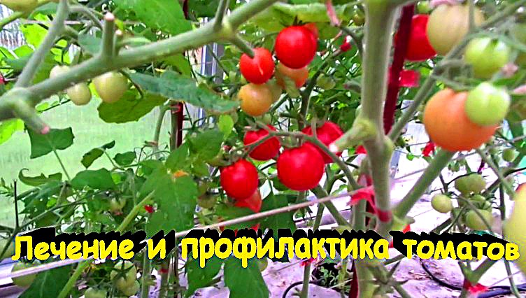 "Томат" #Сад#Огород#Дача