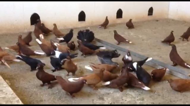 Краснодарские бойные голуби: понемногу обо всем