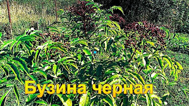 "Бузина черная."#сад#огород#дача