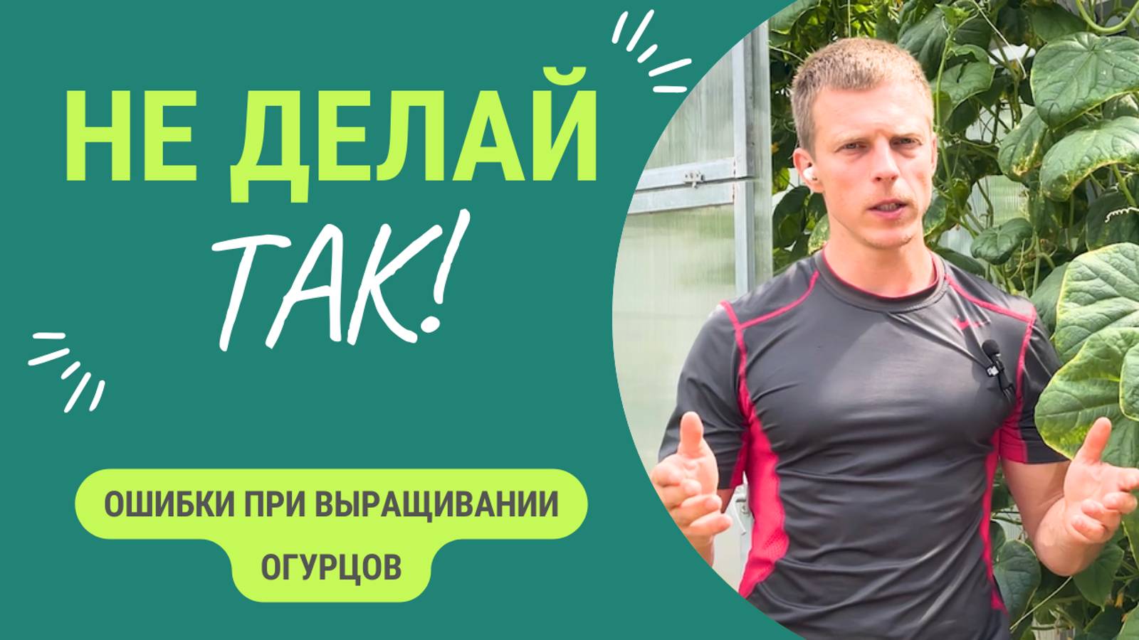 Ошибки при выращивании огурцов. Пожалуйста, не делайте этих ошибок