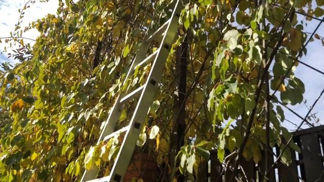 Домашние киви. Актинидия Киевская Крупноплодная, Иссаи (двудомная), Кенс Ред, Ананасная.