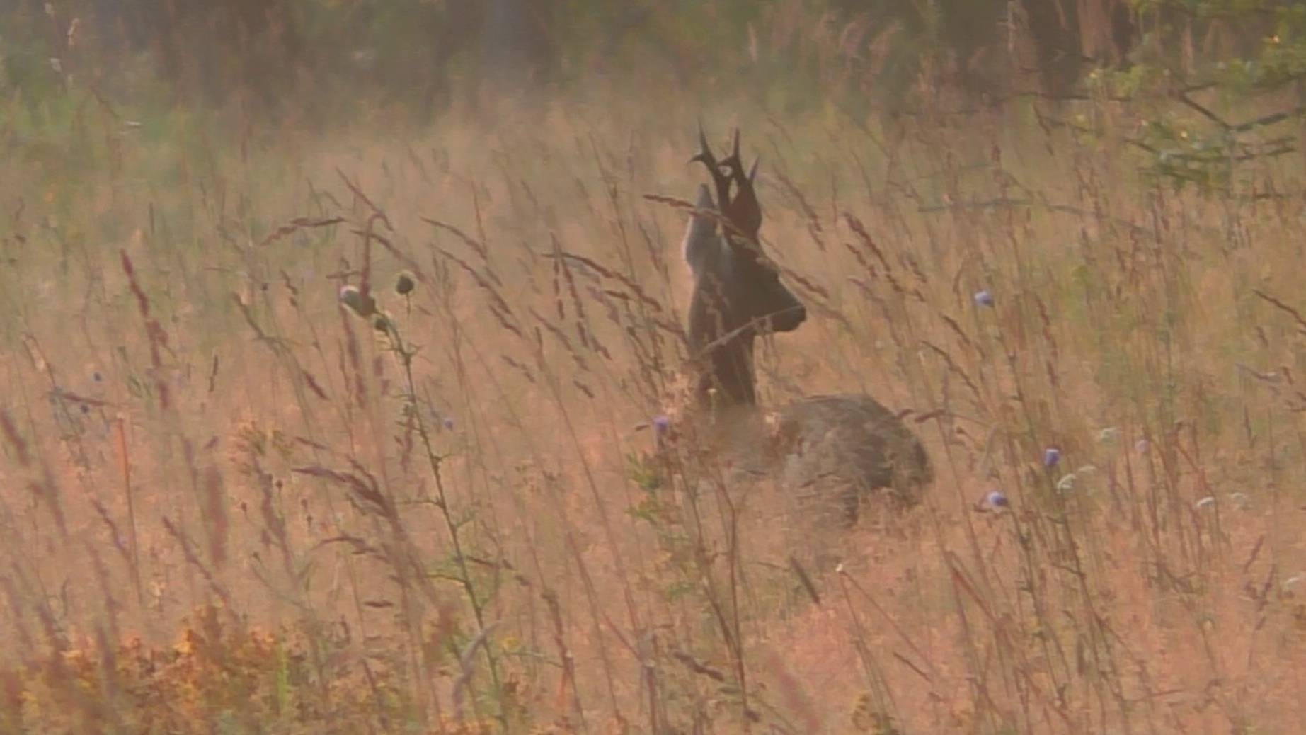 Охота на косулю на гону с манком. Попали в зоопарк. Hunting for roe deer during the rut with a decoy