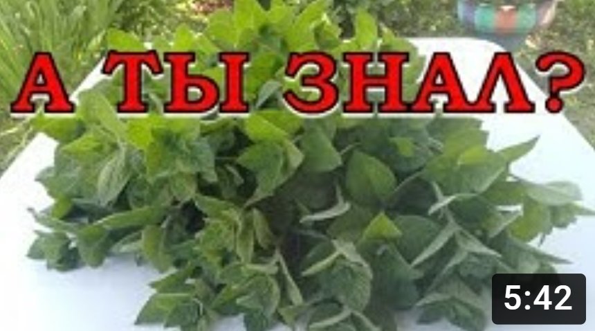 Как сохранить МЯТУ на зиму? Самые лучшие способы!