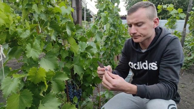 Виноград Ливадийский черный!!! Технический сорт винограда!
