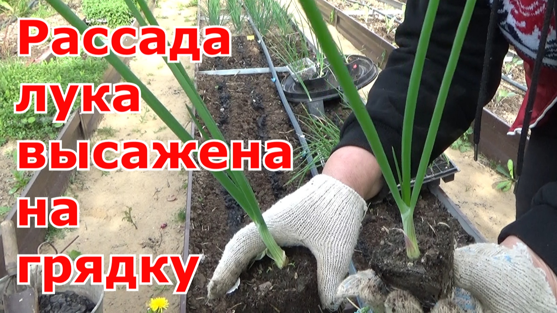Высадка рассады лука в открытый грунт. Репчатый лук за один сезон из семян "чернушки" через рассаду.