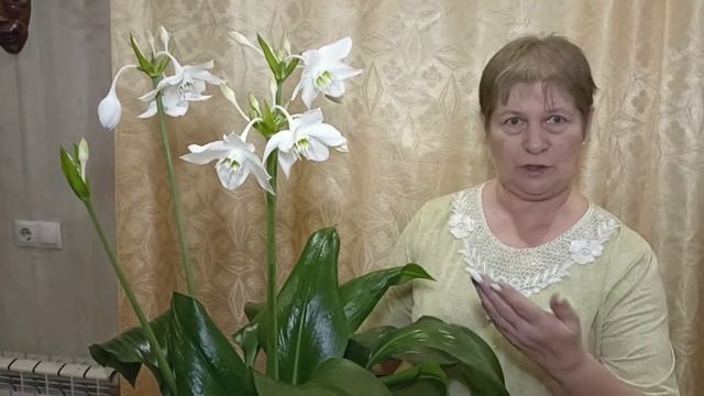 Эухарис Амазонская лилия Уход в домашних условиях