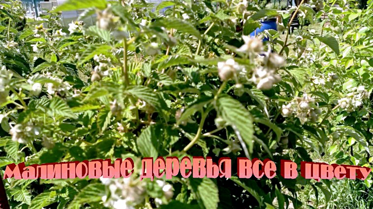 "Малиновые деревья дают огромный урожай."#сад#огород#дача