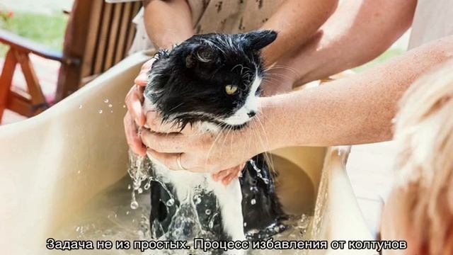 Колтуны у кошки: причины появления и как их убрать