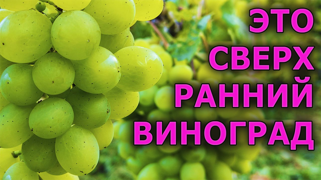 Этот сорт винограда удивляет своей скороспелостью и мускатным вкусом! Виноград сорт Гарольд.