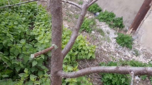Прививка деревьев дрелью прививка весной