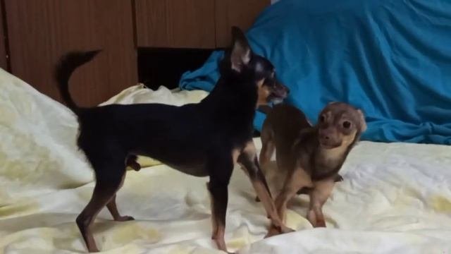 Дубль ВЯЗКА СОБАК породы той-терьер. СКОРОСТНАЯ :-) / breeding dogs