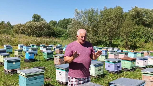 Как и когда закармливать пчёл в зиму