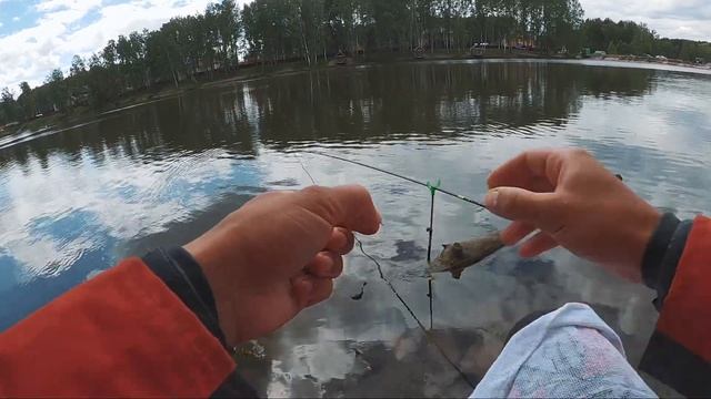 Активный клев карася на поплавок! Херабуна в деле | Рыбалка с Fishingsib