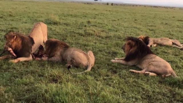 SCARFACE THE LION DOCUMENTARY - STORY OF THE MOST FAMOUS LION EVER & HIS BROTHERS - MUSKETEER MALES