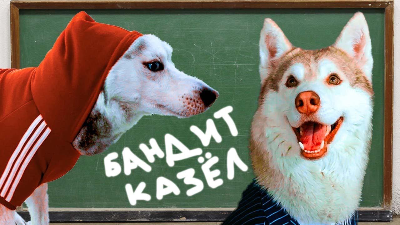 БУЛЛИНГ В СОБАЧЬЕЙ ШКОЛЕ!! Когда тебя обижают одноклассники! (Хаски Бублик) Говорящая собака