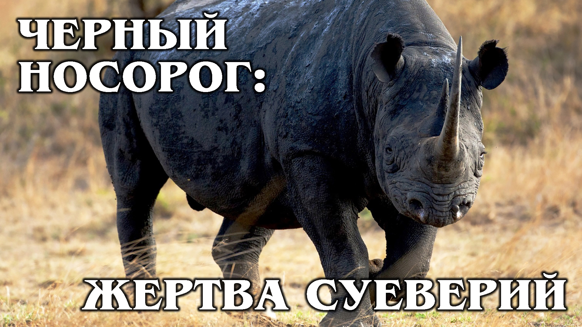 ЧЕРНЫЙ НОСОРОГ: Очень редкий вид носорогов | Интересные факты про носорогов и животных Африки