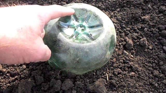 Укрытие однолетних саженцев винограда на зиму.