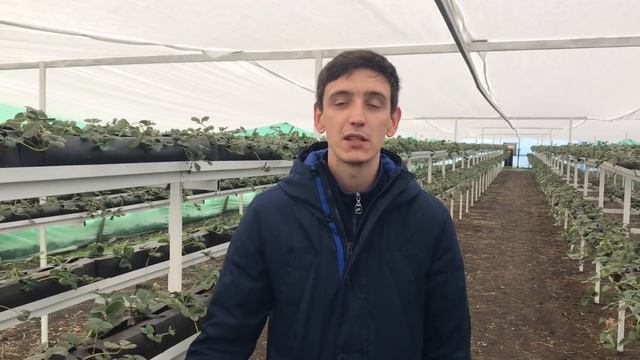 Что выгодно выращивать на продажу в теплице круглый год? Рентабельный тепличный бизнес