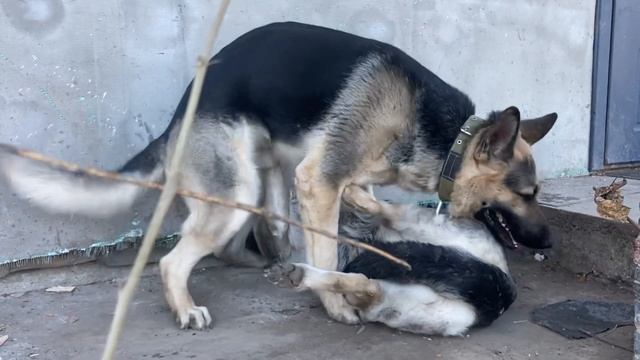 #2 Если сука не захочет то кобель не скочит ВЕО овчарка вязка собак