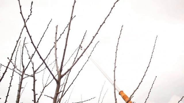 Слива: принципы обрезки. Учимся формировать (Обрезать) крону сливы. Урок 16. ©