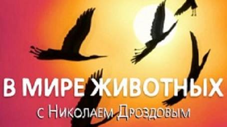 В мире животных с Николаем Дроздовым 2005 г Выпуск - 17