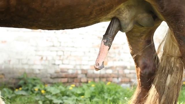 Особенное осеменение лошадей в Беларуси