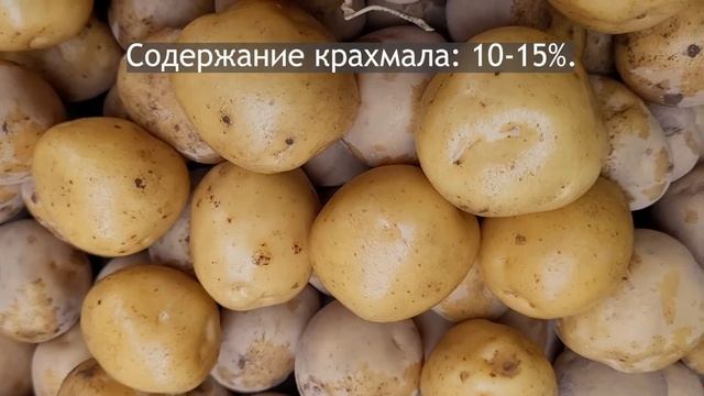 Сорт картофеля Коломба. Potato seeds Colombo.