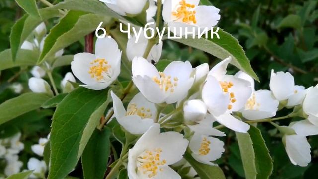 Сад. Дача. 10 лучших кустарников с белыми цветами. Декоративные кустарники названия, виды