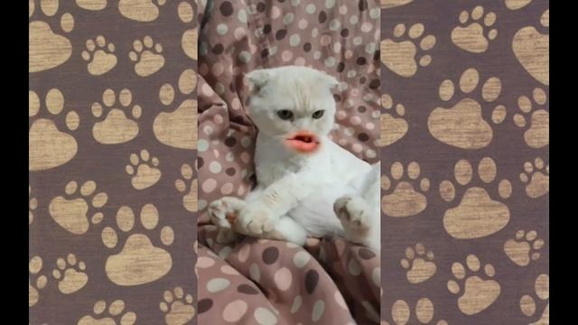 Говорящие коты | Лучшая подборка №2